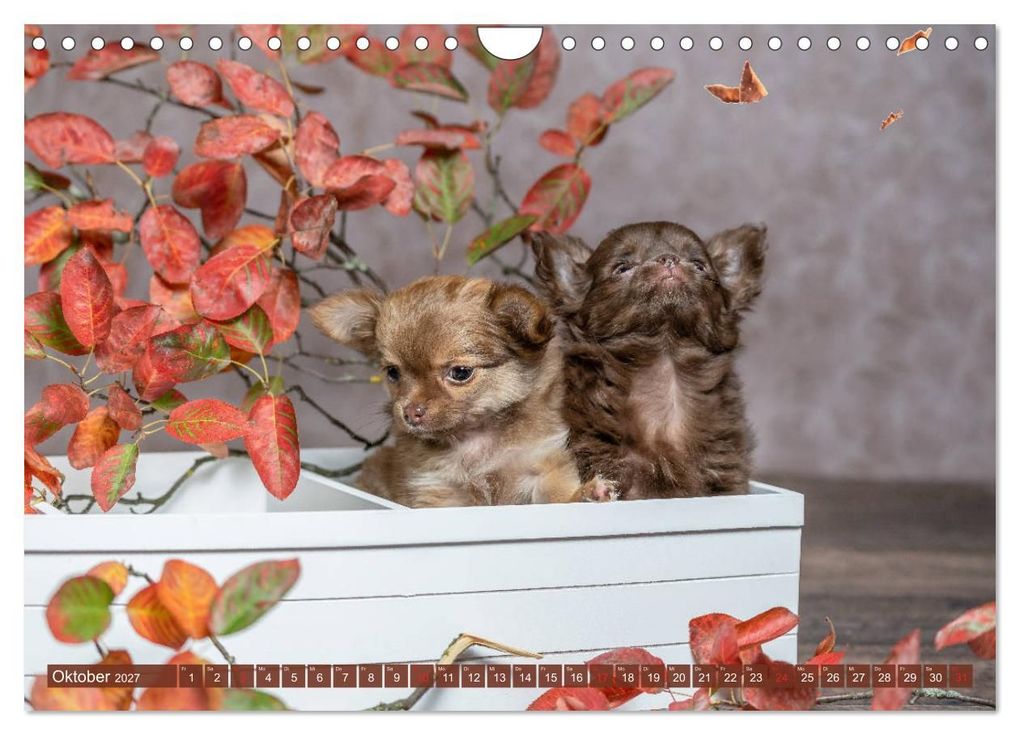 Weitere Ansicht: Chihuahua-Babys - Amy und Angel im Studio (Wandkalender 2027 DIN A4 quer), CALVENDO Monatskalender | Sonja Teßen, Calvendo
