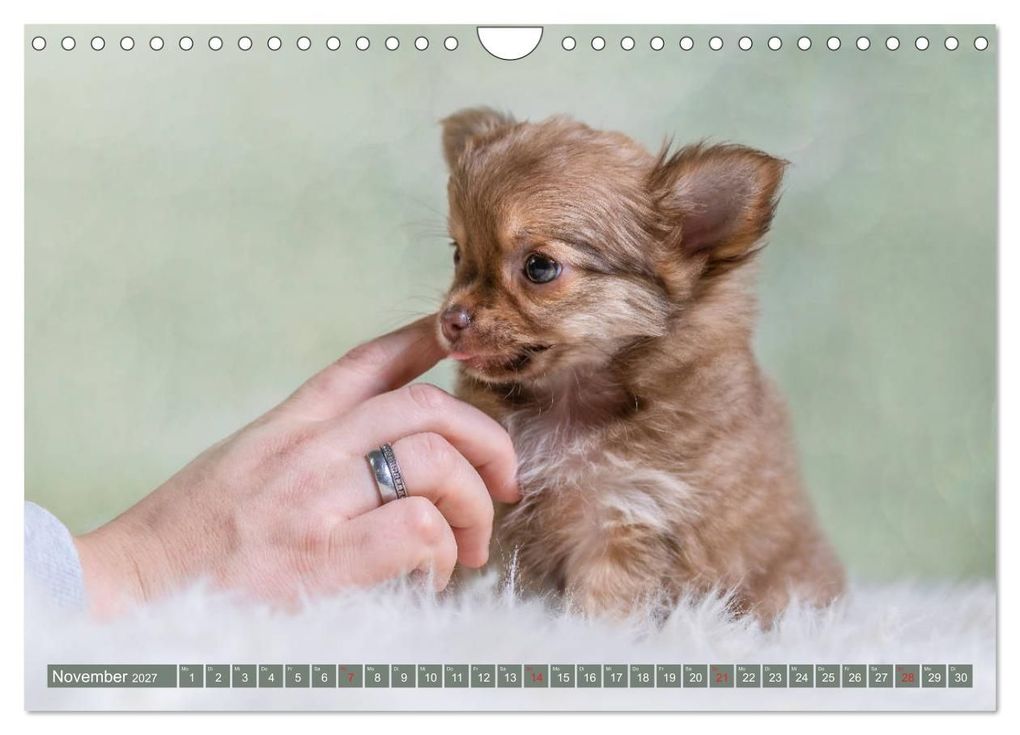 Weitere Ansicht: Chihuahua-Babys - Amy und Angel im Studio (Wandkalender 2027 DIN A4 quer), CALVENDO Monatskalender | Sonja Teßen, Calvendo