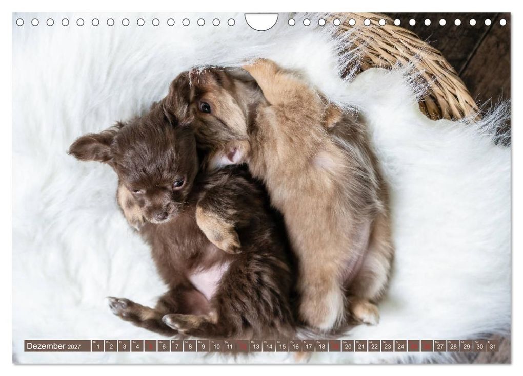 Weitere Ansicht: Chihuahua-Babys - Amy und Angel im Studio (Wandkalender 2027 DIN A4 quer), CALVENDO Monatskalender | Sonja Teßen, Calvendo