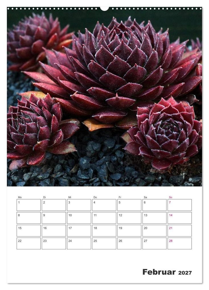 Weitere Ansicht: Ich liebe Sempervivum (Wandkalender 2027 DIN A2 hoch), CALVENDO Monatskalender | Martina Cross, Calvendo