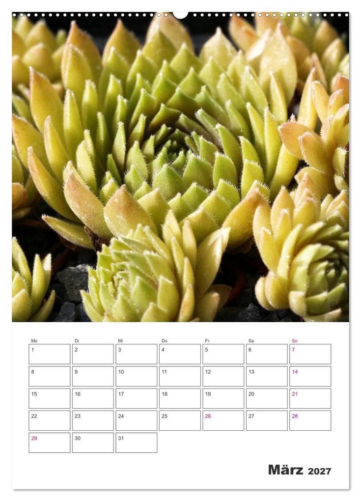 Weitere Ansicht: Ich liebe Sempervivum (Wandkalender 2027 DIN A2 hoch), CALVENDO Monatskalender | Martina Cross, Calvendo