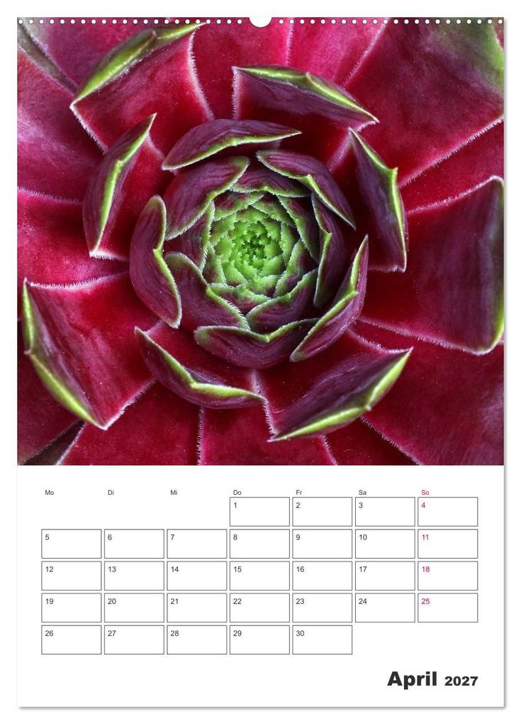 Weitere Ansicht: Ich liebe Sempervivum (Wandkalender 2027 DIN A2 hoch), CALVENDO Monatskalender | Martina Cross, Calvendo