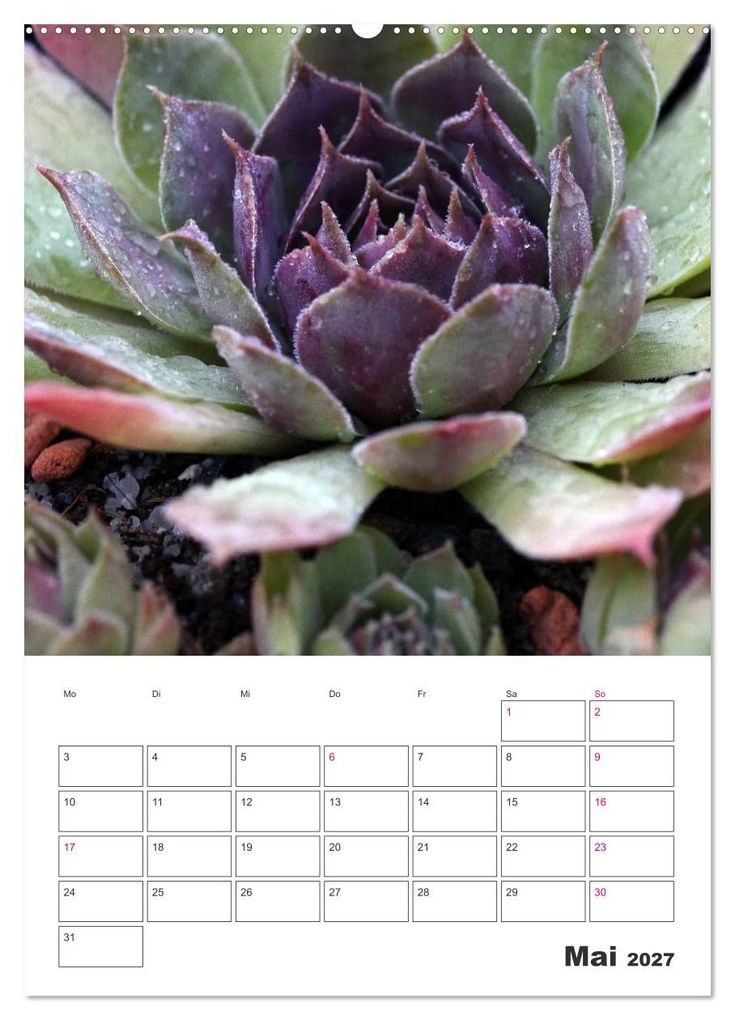 Weitere Ansicht: Ich liebe Sempervivum (Wandkalender 2027 DIN A2 hoch), CALVENDO Monatskalender | Martina Cross, Calvendo