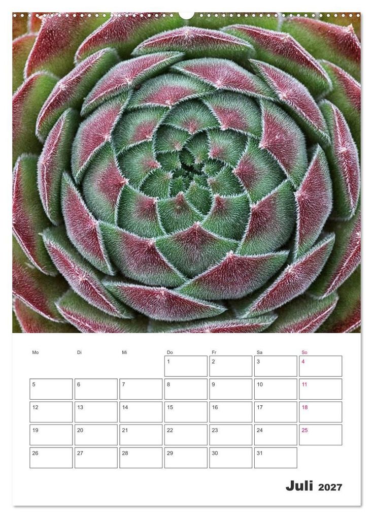 Weitere Ansicht: Ich liebe Sempervivum (Wandkalender 2027 DIN A2 hoch), CALVENDO Monatskalender | Martina Cross, Calvendo