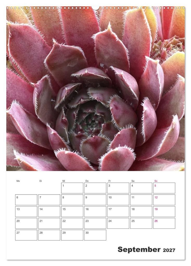 Weitere Ansicht: Ich liebe Sempervivum (Wandkalender 2027 DIN A2 hoch), CALVENDO Monatskalender | Martina Cross, Calvendo