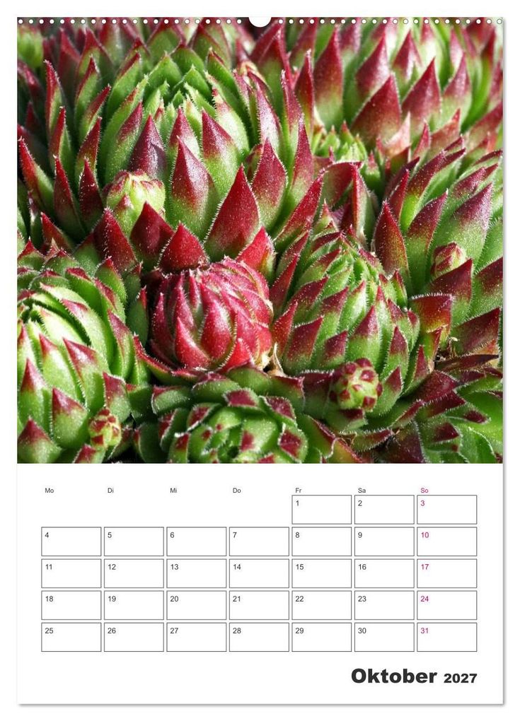 Weitere Ansicht: Ich liebe Sempervivum (Wandkalender 2027 DIN A2 hoch), CALVENDO Monatskalender | Martina Cross, Calvendo