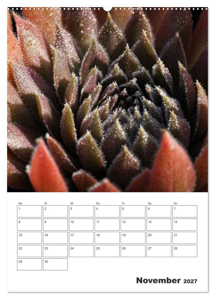 Weitere Ansicht: Ich liebe Sempervivum (Wandkalender 2027 DIN A2 hoch), CALVENDO Monatskalender | Martina Cross, Calvendo