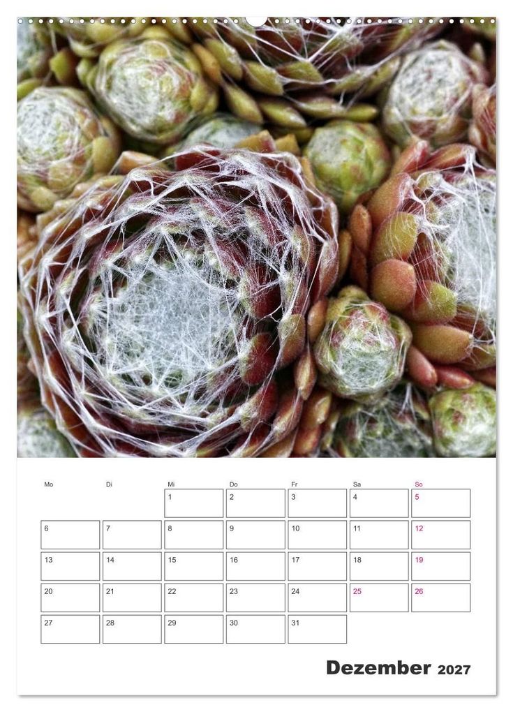 Weitere Ansicht: Ich liebe Sempervivum (Wandkalender 2027 DIN A2 hoch), CALVENDO Monatskalender | Martina Cross, Calvendo