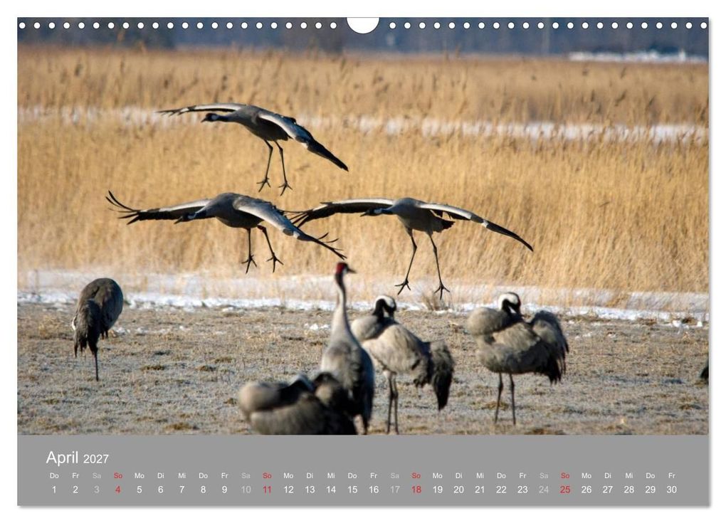 Weitere Ansicht: Kraniche in Vorpommern (Wandkalender 2027 DIN A3 quer), CALVENDO Monatskalender | Siegfried Reinhold, Calvendo