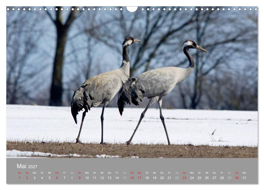 Weitere Ansicht: Kraniche in Vorpommern (Wandkalender 2027 DIN A3 quer), CALVENDO Monatskalender | Siegfried Reinhold, Calvendo