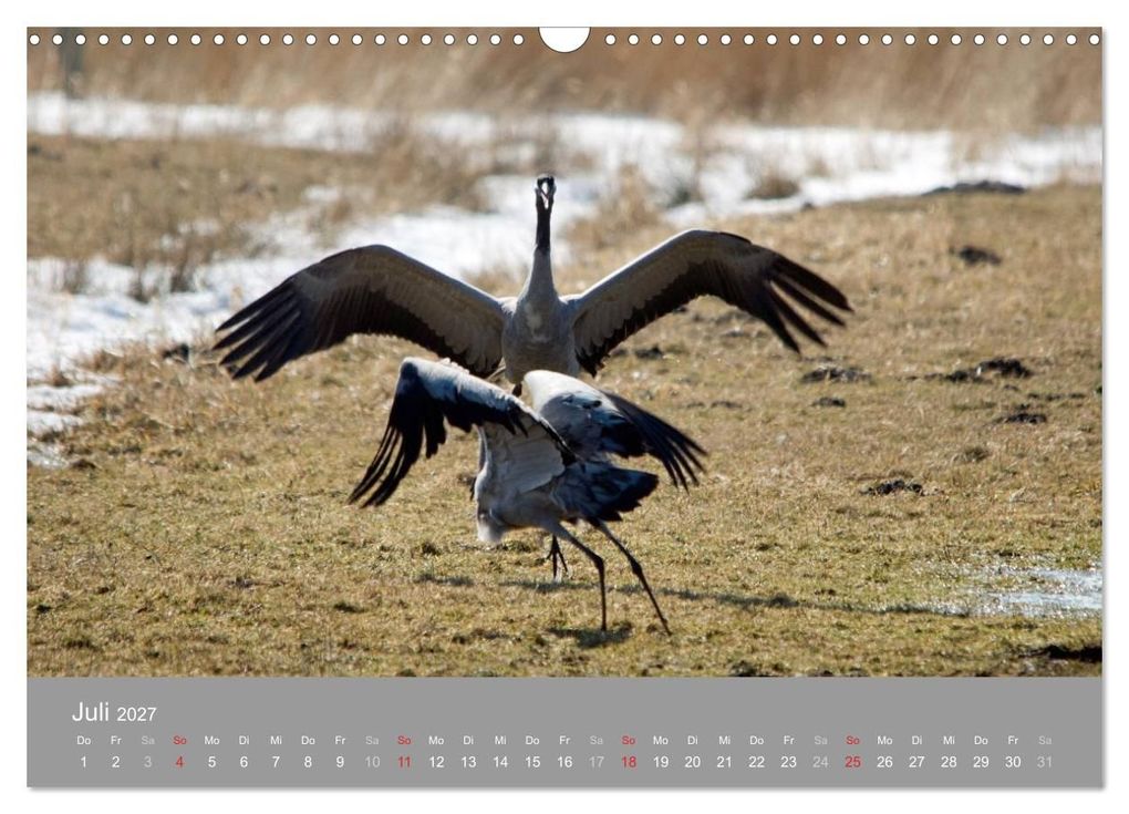 Weitere Ansicht: Kraniche in Vorpommern (Wandkalender 2027 DIN A3 quer), CALVENDO Monatskalender | Siegfried Reinhold, Calvendo