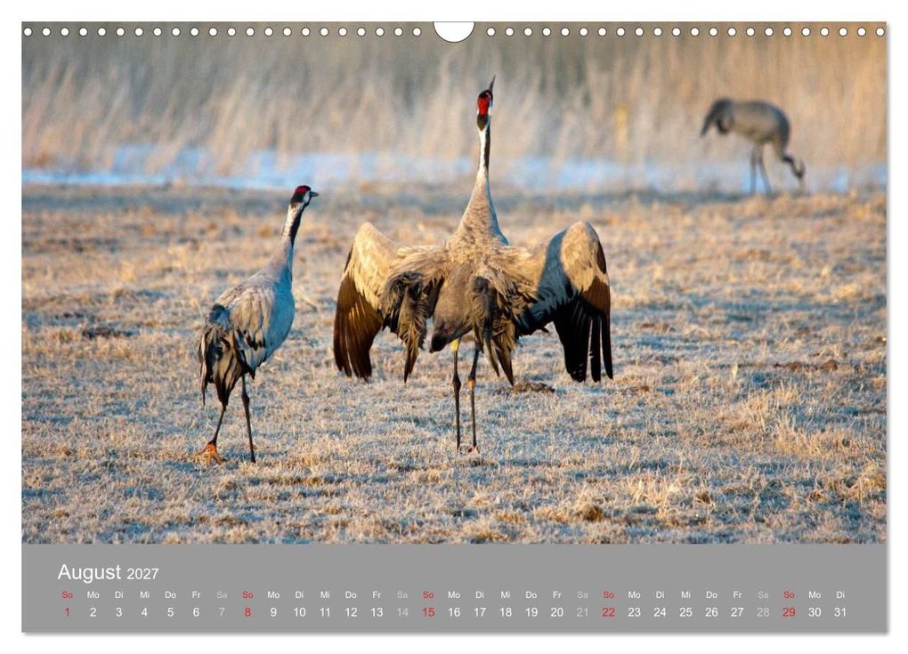 Weitere Ansicht: Kraniche in Vorpommern (Wandkalender 2027 DIN A3 quer), CALVENDO Monatskalender | Siegfried Reinhold, Calvendo