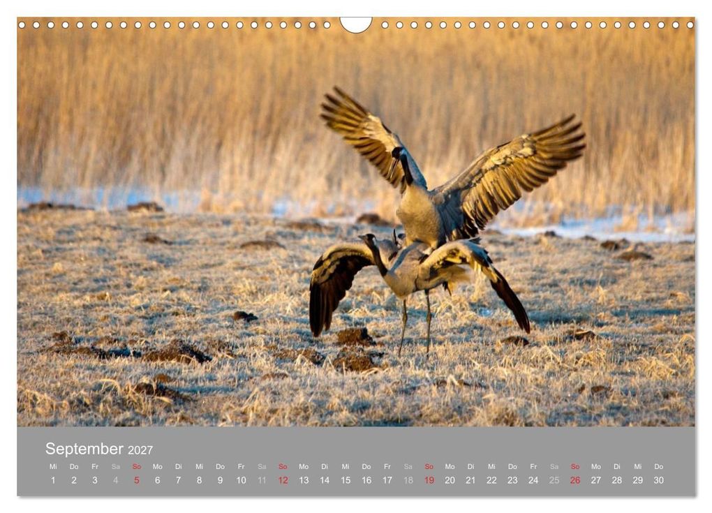 Weitere Ansicht: Kraniche in Vorpommern (Wandkalender 2027 DIN A3 quer), CALVENDO Monatskalender | Siegfried Reinhold, Calvendo