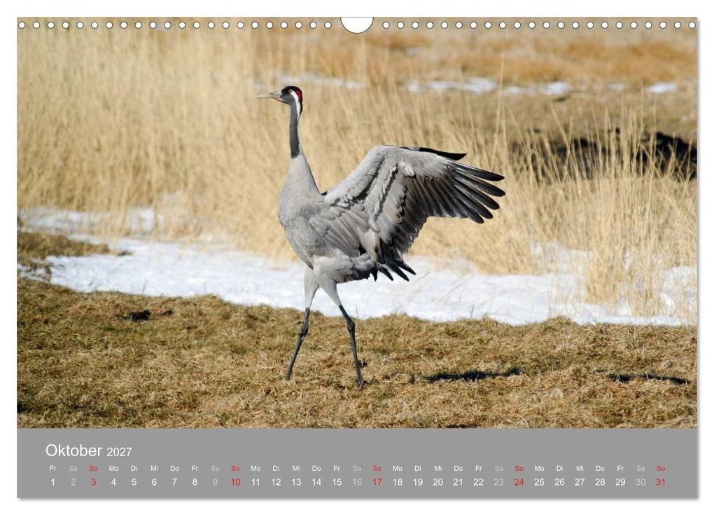 Weitere Ansicht: Kraniche in Vorpommern (Wandkalender 2027 DIN A3 quer), CALVENDO Monatskalender | Siegfried Reinhold, Calvendo