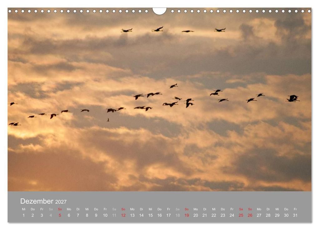Weitere Ansicht: Kraniche in Vorpommern (Wandkalender 2027 DIN A3 quer), CALVENDO Monatskalender | Siegfried Reinhold, Calvendo