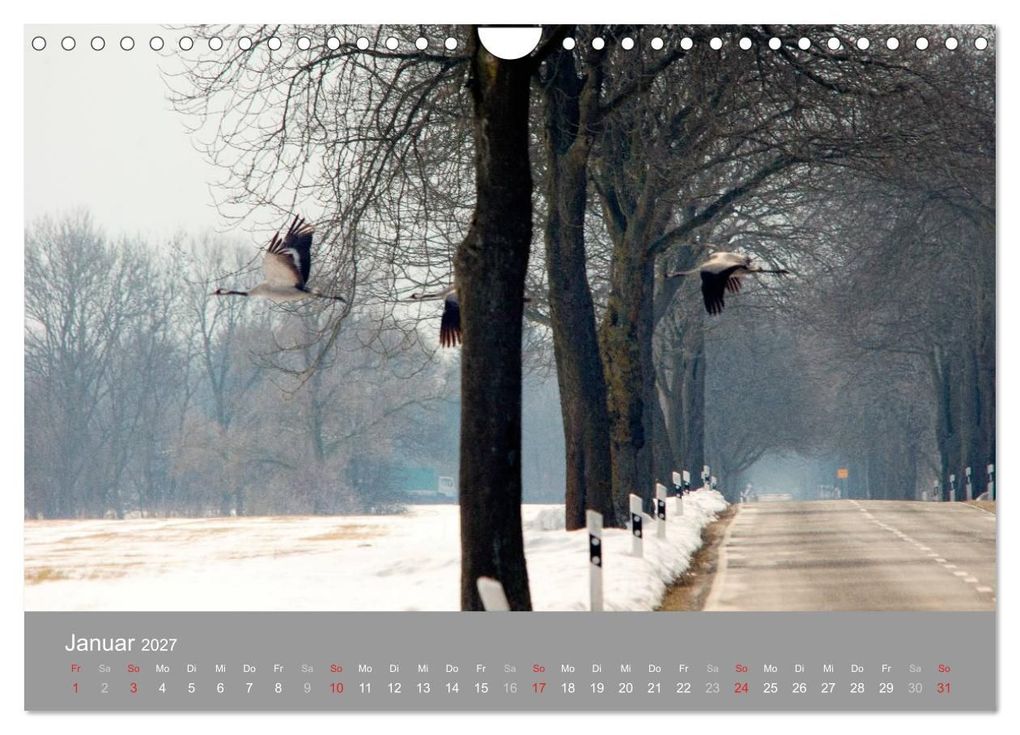Weitere Ansicht: Kraniche in Vorpommern (Wandkalender 2027 DIN A4 quer), CALVENDO Monatskalender | Siegfried Reinhold, Calvendo