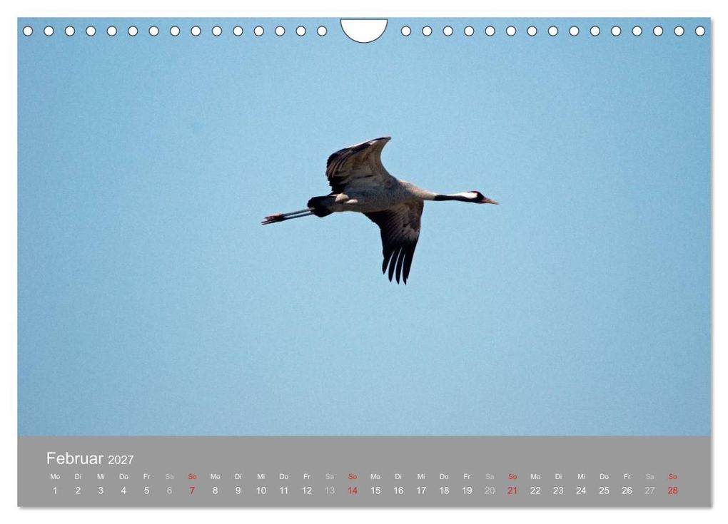 Weitere Ansicht: Kraniche in Vorpommern (Wandkalender 2027 DIN A4 quer), CALVENDO Monatskalender | Siegfried Reinhold, Calvendo