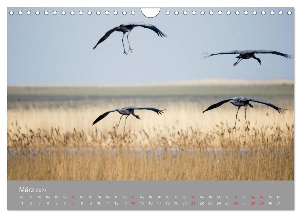 Weitere Ansicht: Kraniche in Vorpommern (Wandkalender 2027 DIN A4 quer), CALVENDO Monatskalender | Siegfried Reinhold, Calvendo