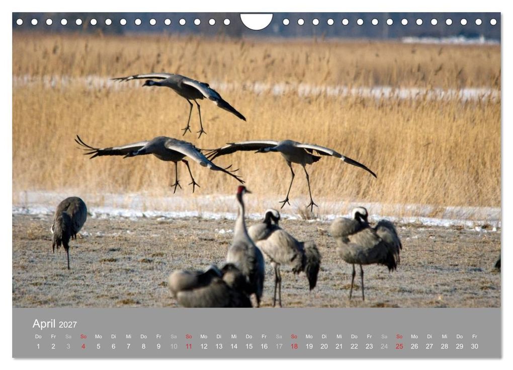 Weitere Ansicht: Kraniche in Vorpommern (Wandkalender 2027 DIN A4 quer), CALVENDO Monatskalender | Siegfried Reinhold, Calvendo