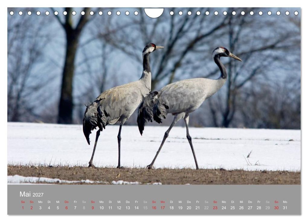Weitere Ansicht: Kraniche in Vorpommern (Wandkalender 2027 DIN A4 quer), CALVENDO Monatskalender | Siegfried Reinhold, Calvendo