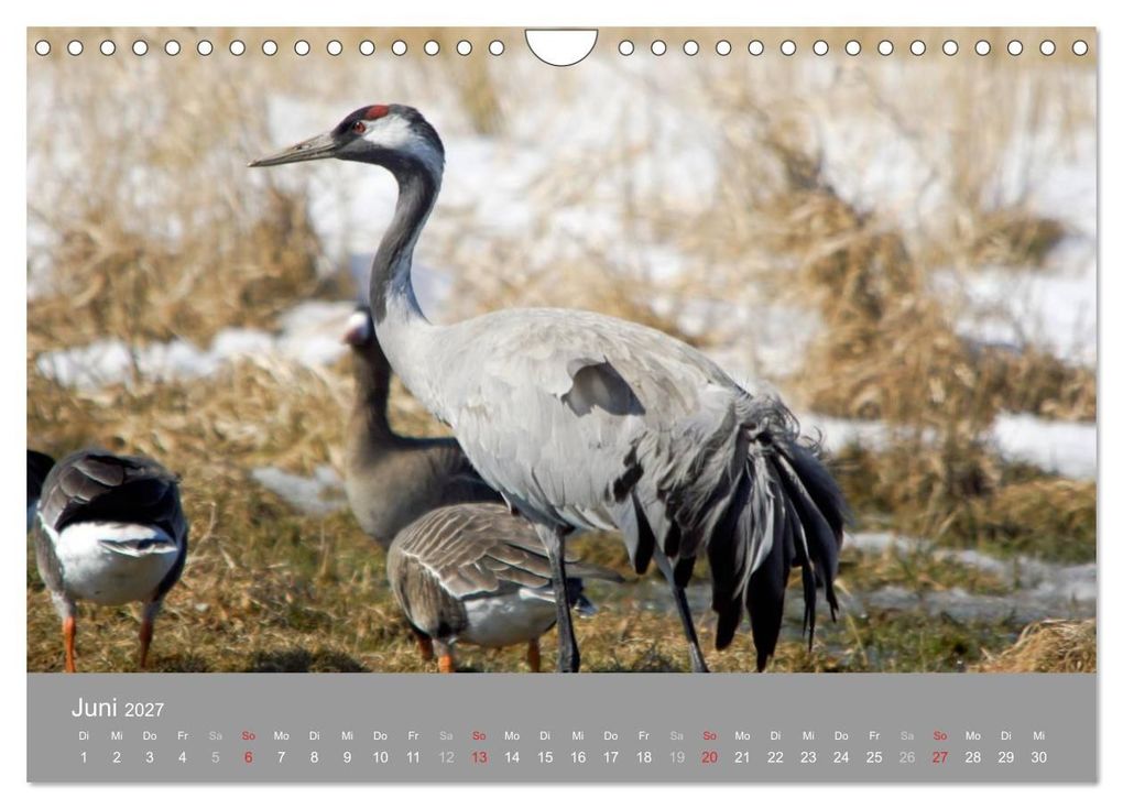 Weitere Ansicht: Kraniche in Vorpommern (Wandkalender 2027 DIN A4 quer), CALVENDO Monatskalender | Siegfried Reinhold, Calvendo