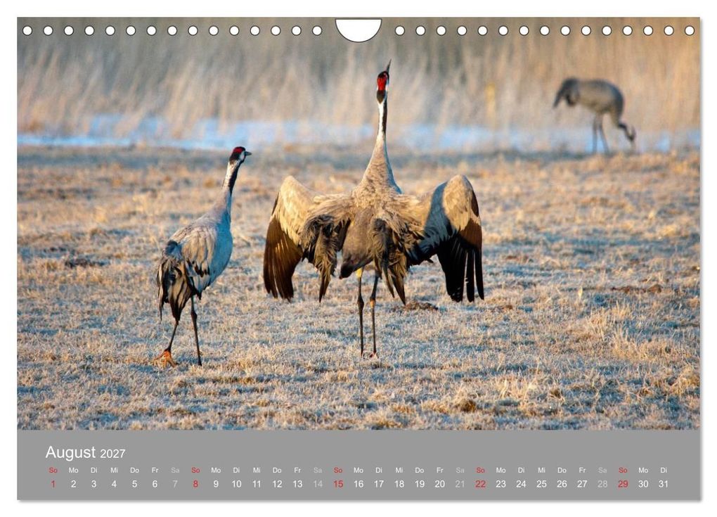 Weitere Ansicht: Kraniche in Vorpommern (Wandkalender 2027 DIN A4 quer), CALVENDO Monatskalender | Siegfried Reinhold, Calvendo