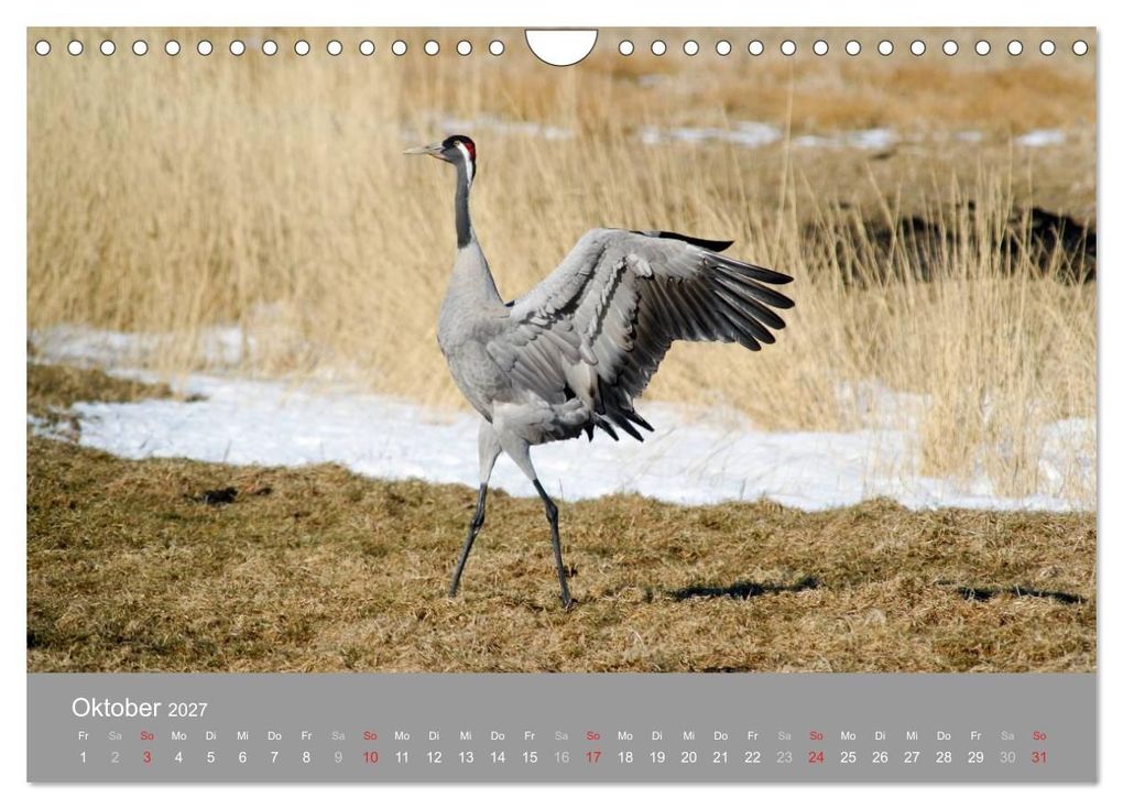 Weitere Ansicht: Kraniche in Vorpommern (Wandkalender 2027 DIN A4 quer), CALVENDO Monatskalender | Siegfried Reinhold, Calvendo
