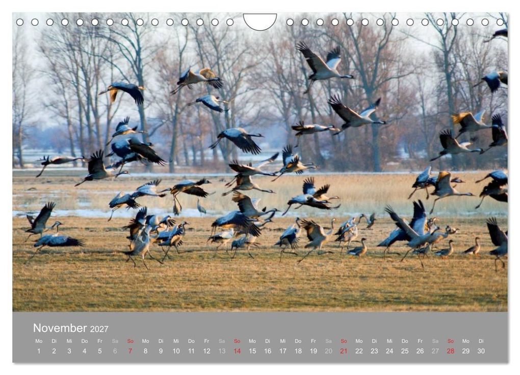 Weitere Ansicht: Kraniche in Vorpommern (Wandkalender 2027 DIN A4 quer), CALVENDO Monatskalender | Siegfried Reinhold, Calvendo
