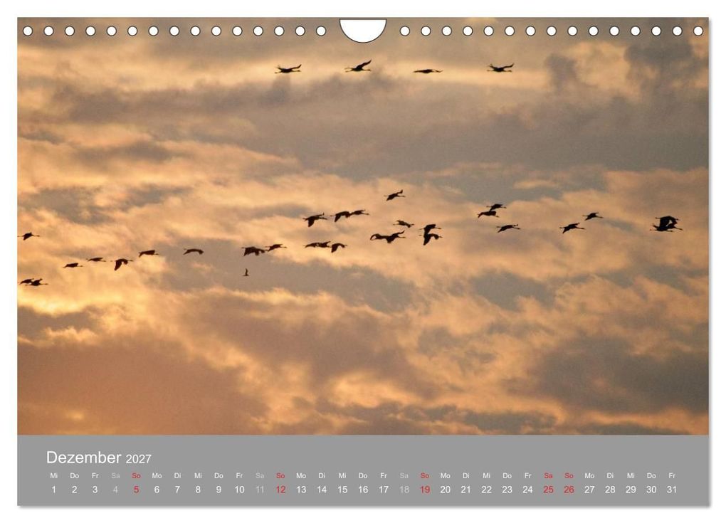 Weitere Ansicht: Kraniche in Vorpommern (Wandkalender 2027 DIN A4 quer), CALVENDO Monatskalender | Siegfried Reinhold, Calvendo