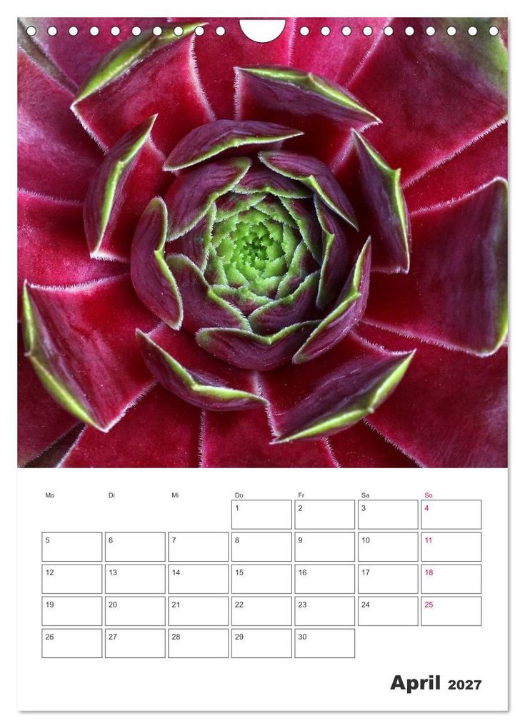 Weitere Ansicht: Ich liebe Sempervivum (Wandkalender 2027 DIN A4 hoch), CALVENDO Monatskalender | Martina Cross, Calvendo