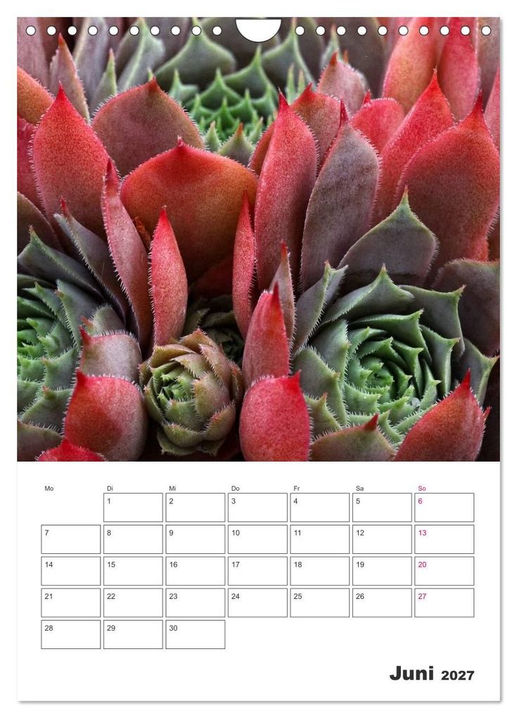 Weitere Ansicht: Ich liebe Sempervivum (Wandkalender 2027 DIN A4 hoch), CALVENDO Monatskalender | Martina Cross, Calvendo