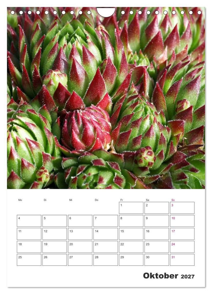 Weitere Ansicht: Ich liebe Sempervivum (Wandkalender 2027 DIN A4 hoch), CALVENDO Monatskalender | Martina Cross, Calvendo