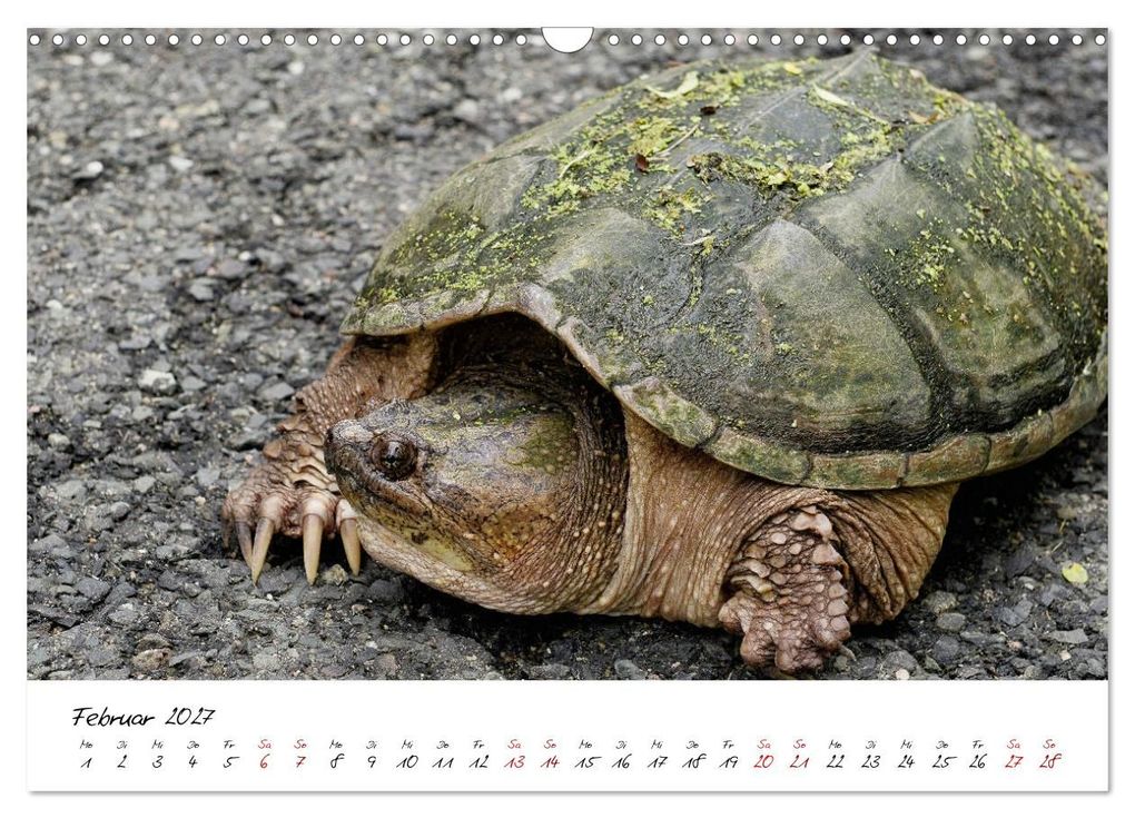 Weitere Ansicht: USA Ostküste Ein Road Trip (Wandkalender 2027 DIN A3 quer), CALVENDO Monatskalender | Calvendo