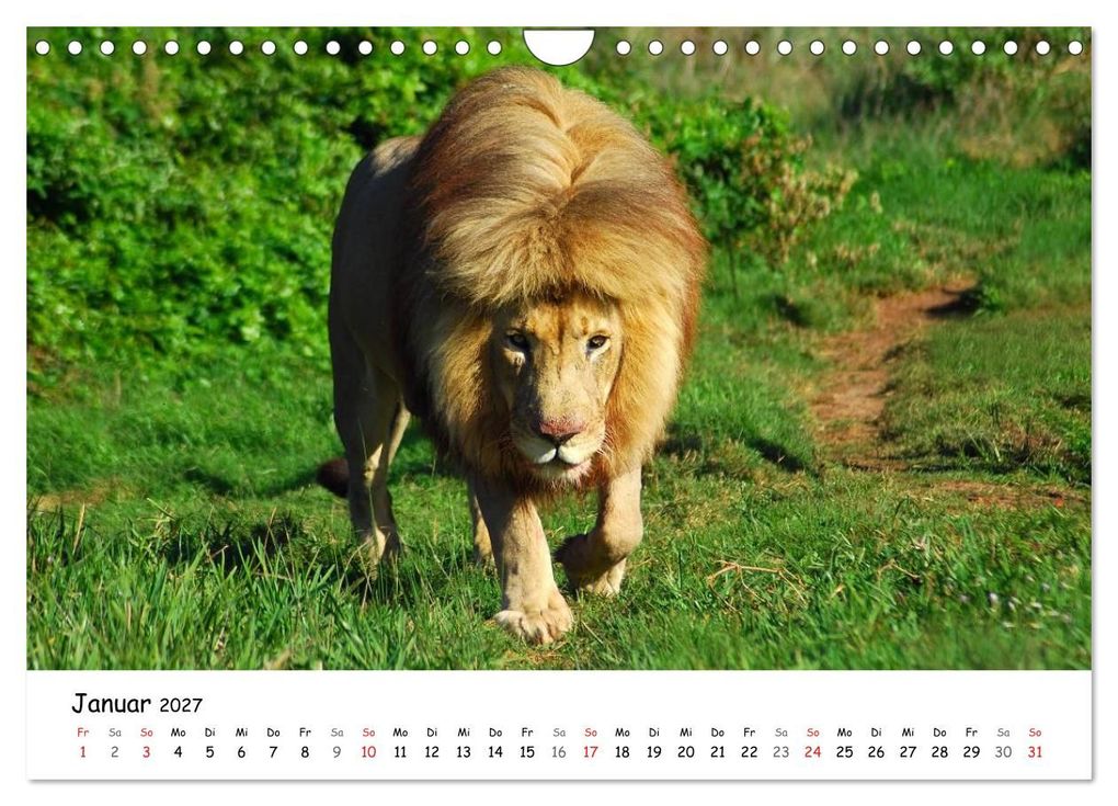 Weitere Ansicht: Löwen Impressionen (Wandkalender 2027 DIN A4 quer), CALVENDO Monatskalender | Anke van Wyk, Calvendo