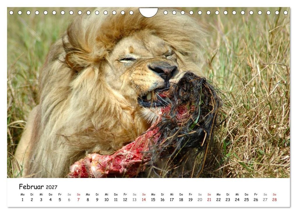 Weitere Ansicht: Löwen Impressionen (Wandkalender 2027 DIN A4 quer), CALVENDO Monatskalender | Anke van Wyk, Calvendo