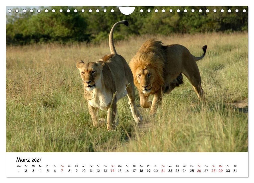 Weitere Ansicht: Löwen Impressionen (Wandkalender 2027 DIN A4 quer), CALVENDO Monatskalender | Anke van Wyk, Calvendo