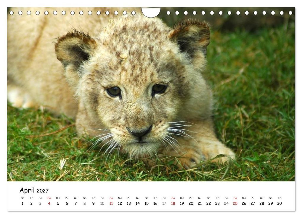 Weitere Ansicht: Löwen Impressionen (Wandkalender 2027 DIN A4 quer), CALVENDO Monatskalender | Anke van Wyk, Calvendo
