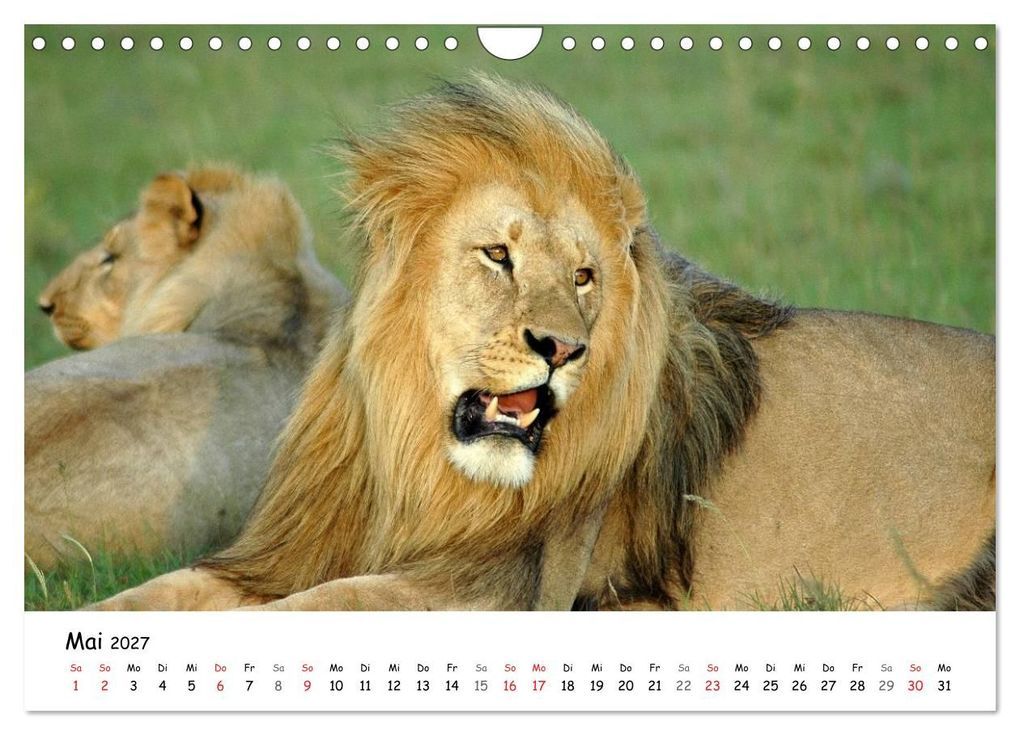 Weitere Ansicht: Löwen Impressionen (Wandkalender 2027 DIN A4 quer), CALVENDO Monatskalender | Anke van Wyk, Calvendo