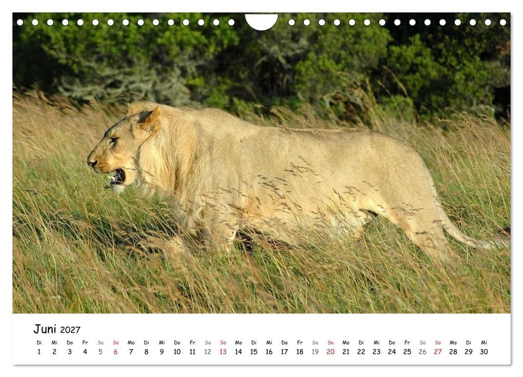 Weitere Ansicht: Löwen Impressionen (Wandkalender 2027 DIN A4 quer), CALVENDO Monatskalender | Anke van Wyk, Calvendo