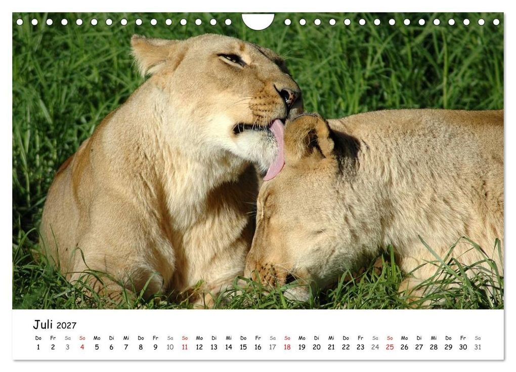 Weitere Ansicht: Löwen Impressionen (Wandkalender 2027 DIN A4 quer), CALVENDO Monatskalender | Anke van Wyk, Calvendo