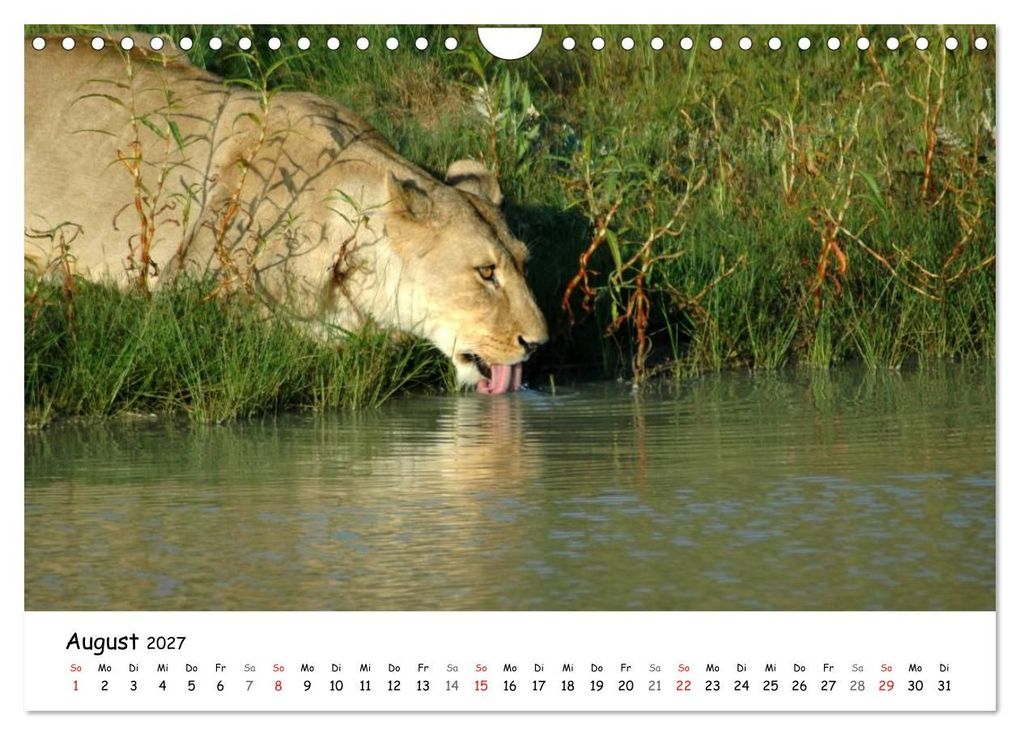 Weitere Ansicht: Löwen Impressionen (Wandkalender 2027 DIN A4 quer), CALVENDO Monatskalender | Anke van Wyk, Calvendo