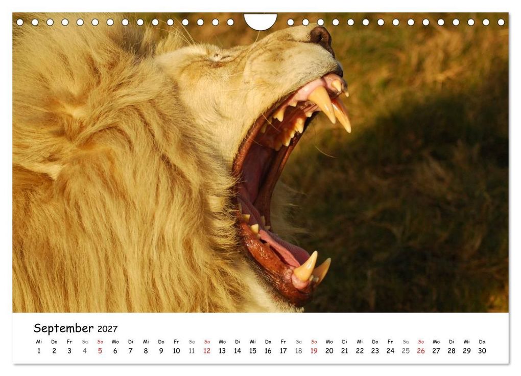 Weitere Ansicht: Löwen Impressionen (Wandkalender 2027 DIN A4 quer), CALVENDO Monatskalender | Anke van Wyk, Calvendo