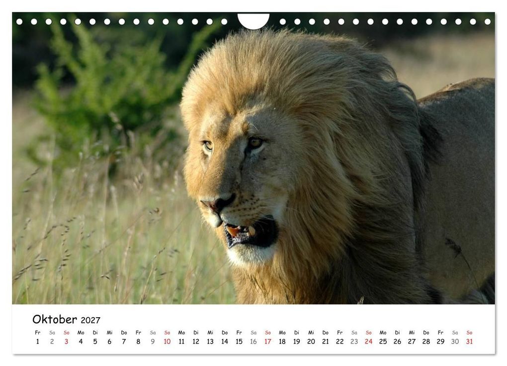 Weitere Ansicht: Löwen Impressionen (Wandkalender 2027 DIN A4 quer), CALVENDO Monatskalender | Anke van Wyk, Calvendo