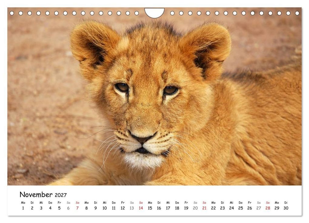 Weitere Ansicht: Löwen Impressionen (Wandkalender 2027 DIN A4 quer), CALVENDO Monatskalender | Anke van Wyk, Calvendo