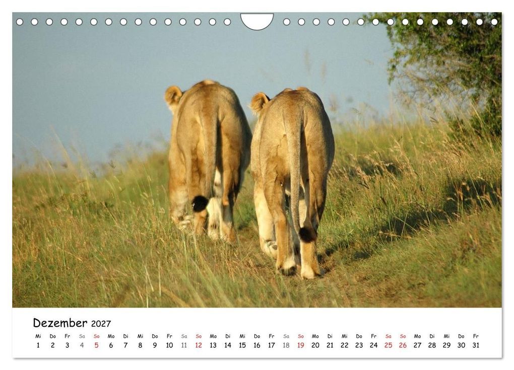 Weitere Ansicht: Löwen Impressionen (Wandkalender 2027 DIN A4 quer), CALVENDO Monatskalender | Anke van Wyk, Calvendo