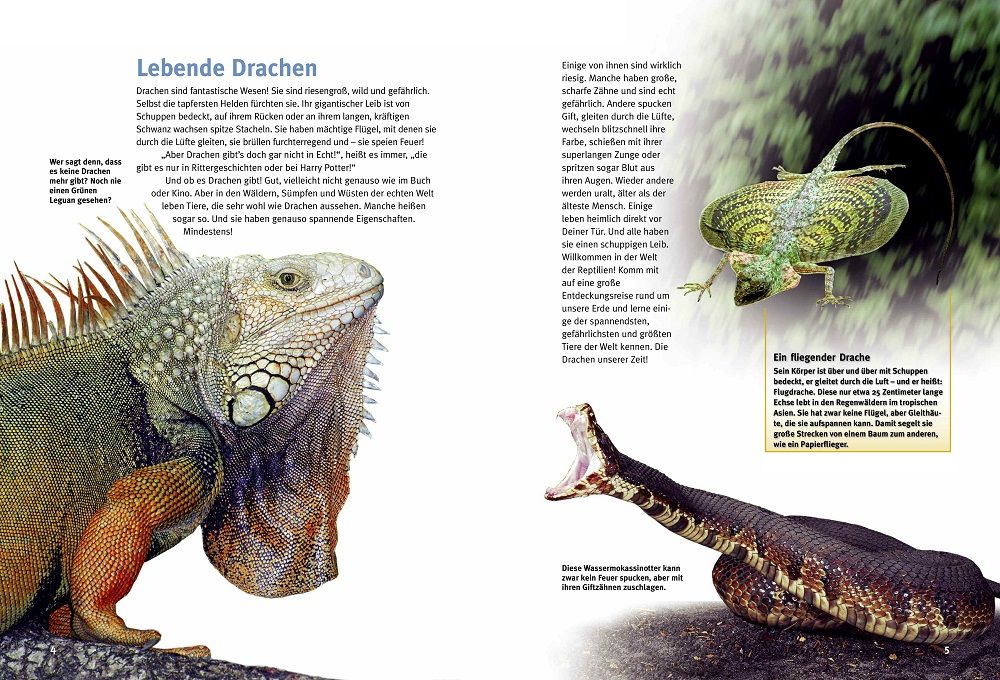 Weitere Ansicht: Entdecke die Reptilien | Heiko Werning