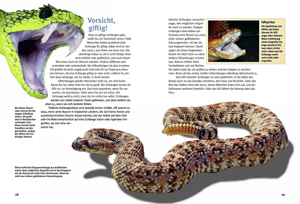 Weitere Ansicht: Entdecke die Reptilien | Heiko Werning