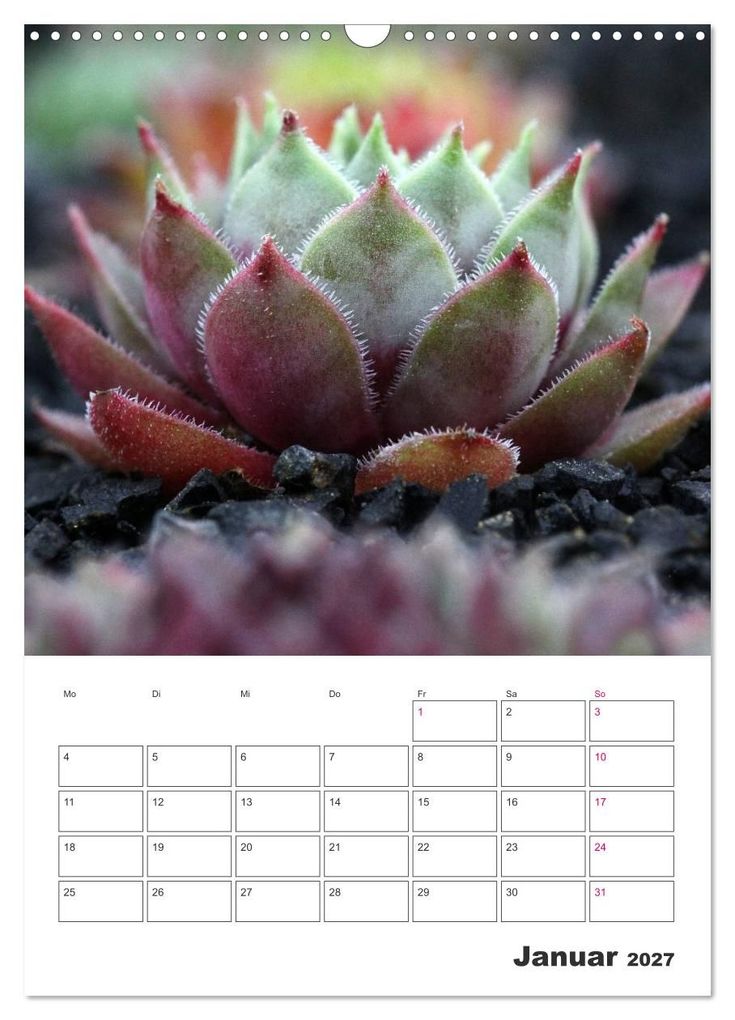 Weitere Ansicht: Ich liebe Sempervivum (Wandkalender 2027 DIN A3 hoch), CALVENDO Monatskalender | Martina Cross, Calvendo