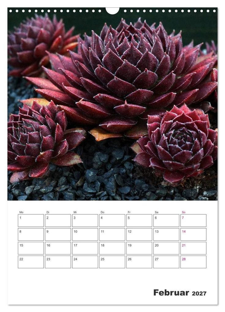 Weitere Ansicht: Ich liebe Sempervivum (Wandkalender 2027 DIN A3 hoch), CALVENDO Monatskalender | Martina Cross, Calvendo