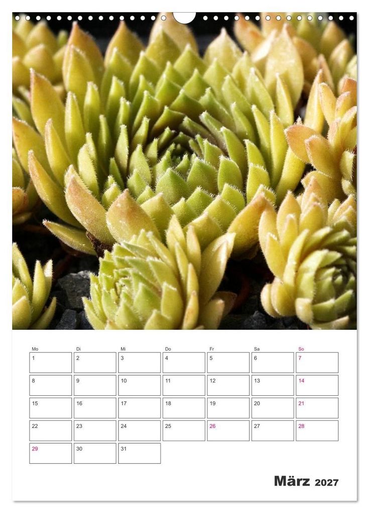 Weitere Ansicht: Ich liebe Sempervivum (Wandkalender 2027 DIN A3 hoch), CALVENDO Monatskalender | Martina Cross, Calvendo